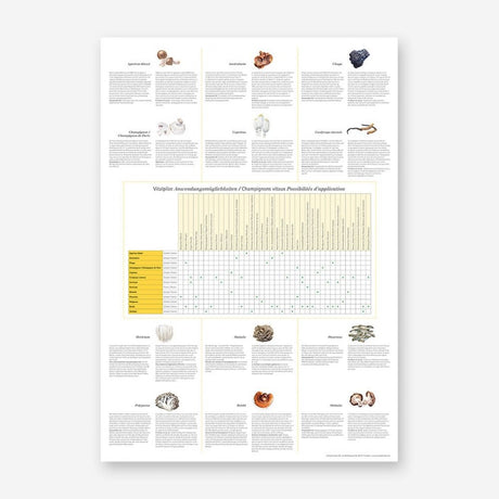 Vitalpilz-Poster mit Tabellenübersicht zu Anwendungsmöglichkeiten und Texten zu zwölf Heilpilzen – ergänzt durch botanische Illustrationen.